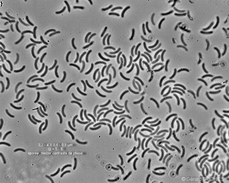 Poliporacea